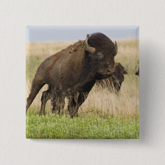 Fiesty young bison bull at the Tallgrass 15 Cm Square Badge (Front)