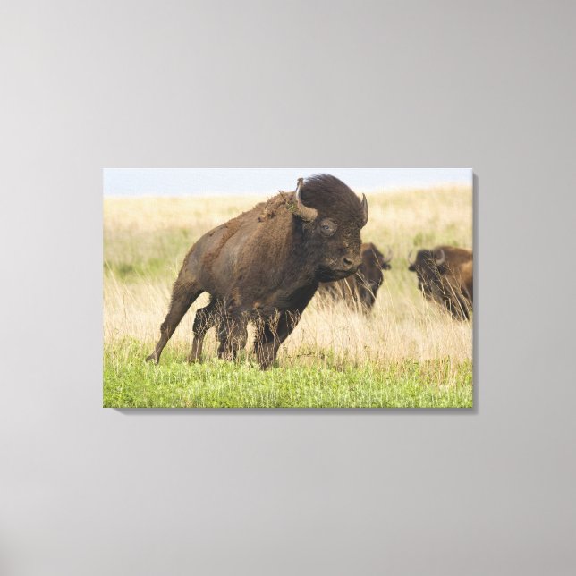Fiesty young bison bull at the Tallgrass Canvas Print (Front)