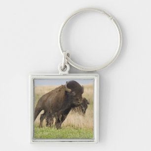 Fiesty young bison bull at the Tallgrass Key Ring