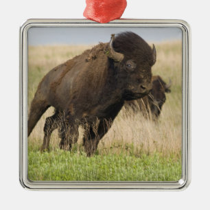 Fiesty young bison bull at the Tallgrass Metal Tree Decoration