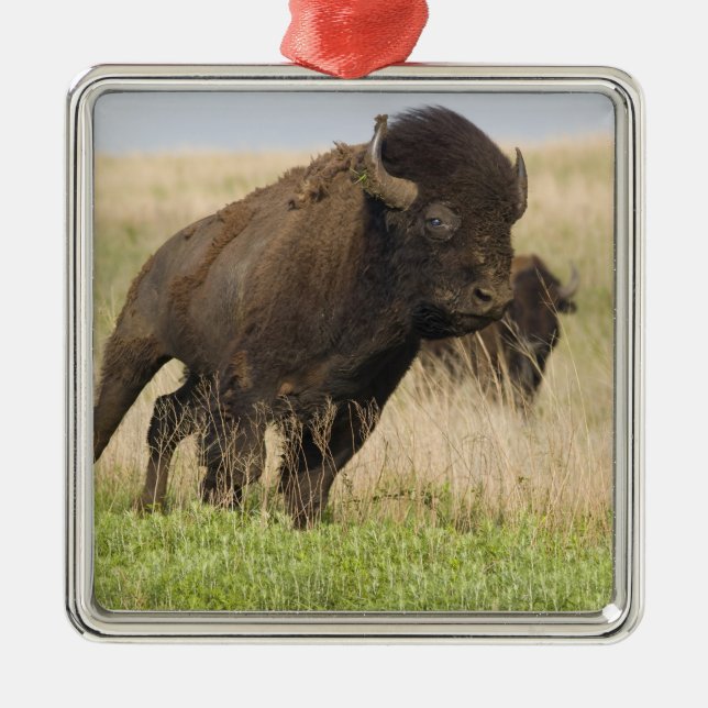 Fiesty young bison bull at the Tallgrass Metal Tree Decoration (Front)