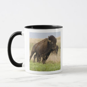 Fiesty young bison bull at the Tallgrass Mug