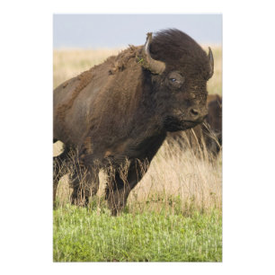 Fiesty young bison bull at the Tallgrass Photo Print