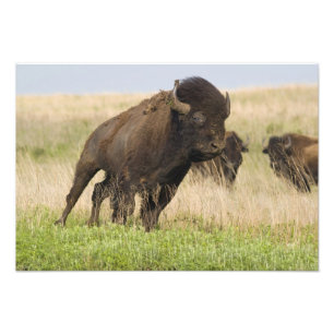 Fiesty young bison bull at the Tallgrass Photo Print
