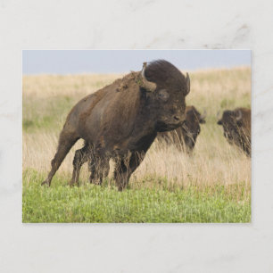 Fiesty young bison bull at the Tallgrass Postcard