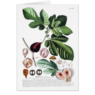Fig