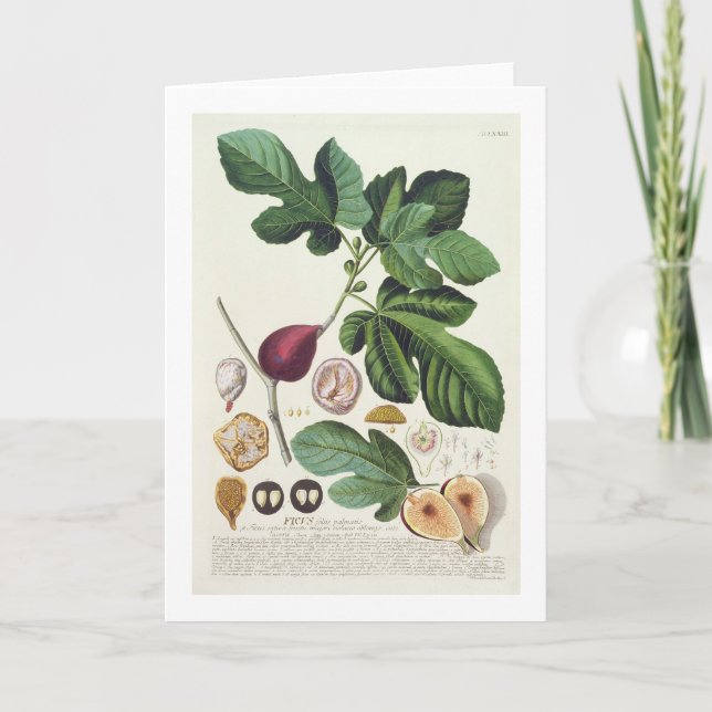 Fig, engraved by Johann Jakob Haid (1704-67) plate Card (Front)