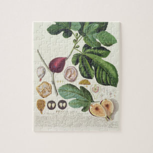 Fig, engraved by Johann Jakob Haid (1704-67) plate Jigsaw Puzzle