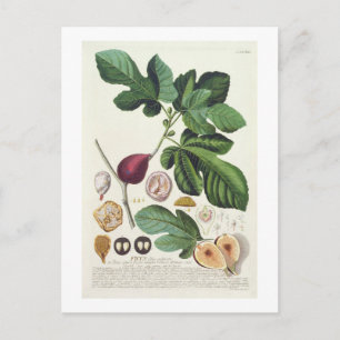 Fig, engraved by Johann Jakob Haid (1704-67) plate Postcard