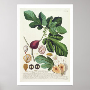 Fig, engraved by Johann Jakob Haid (1704-67) plate Poster