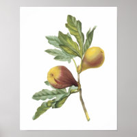 fig(Ficus violacea) by Redouté