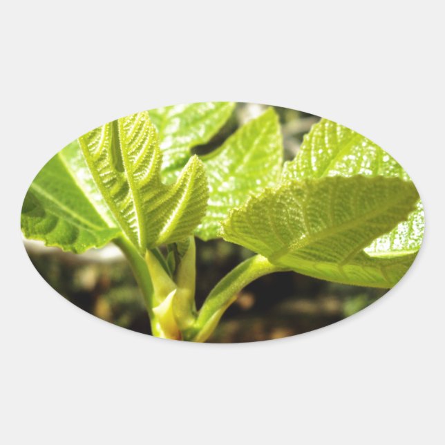 Fig Leaves Oval Sticker (Front)