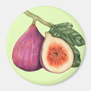 Fig Magnet