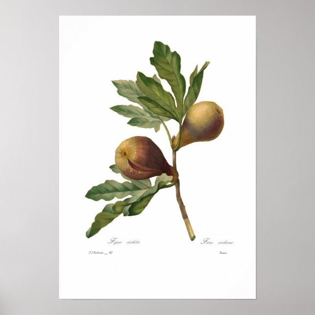 Fig Poster (Front)