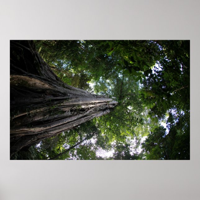 Fig tree in the Tangkoko rainforest of Sulawesi Poster (Front)