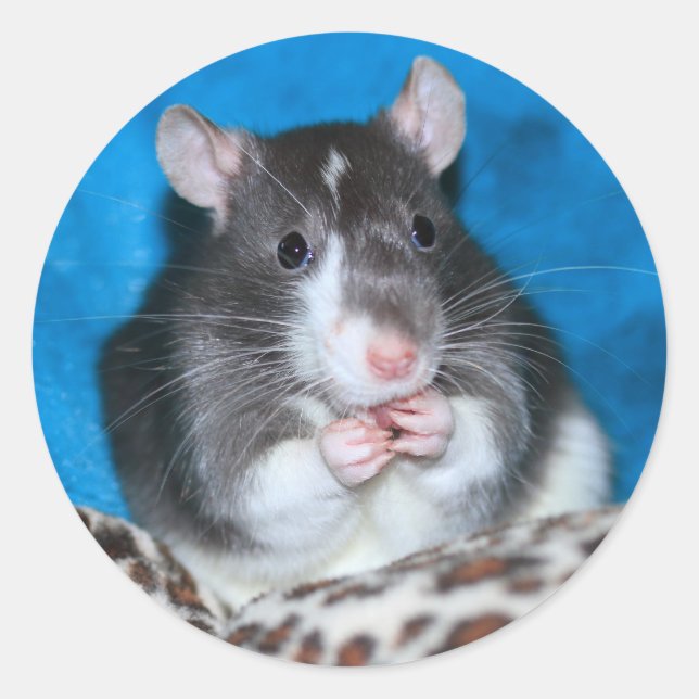 Figaro Rattie 3" Sticker (Front)