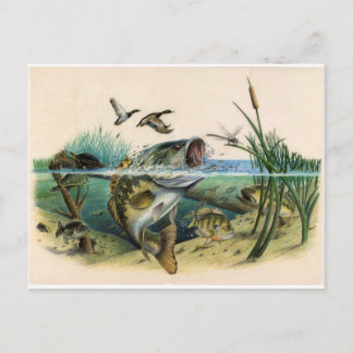 Fighting Bass Postcard