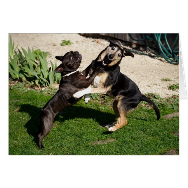 Fighting Dogs (Front Horizontal)