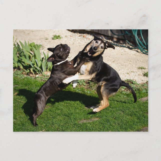 Fighting Dogs Postcard (Front)