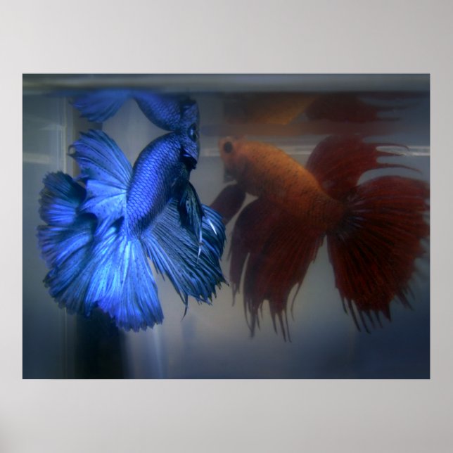 Fighting Fish Poster (Front)