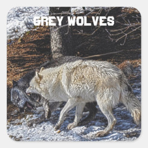 Fighting Grey Wolves Square Sticker
