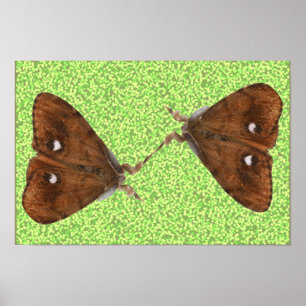 Fighting Moths Poster