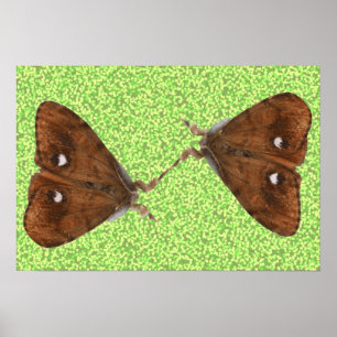 Fighting Moths Poster