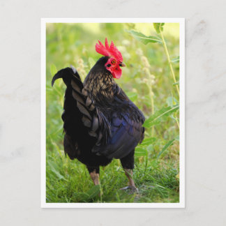 Fighting Rooster Postcard