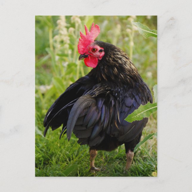 Fighting Rooster Postcard (Front)
