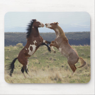 Fighting Stallions, Steens Mountains, Oregon Mouse Mat
