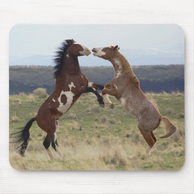 Fighting Stallions, Steens Mountains, Oregon Mouse Mat (Front)