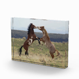 Fighting Stallions, Steens Mountains, Oregon Photo Block