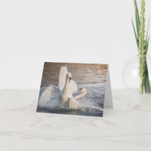 Fighting Swans Nature Photo Card