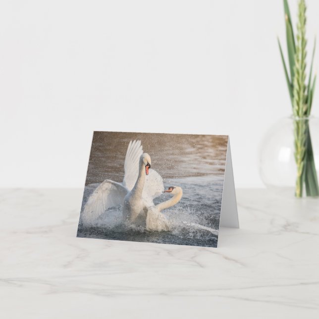 Fighting Swans Nature Photo Card (Front)