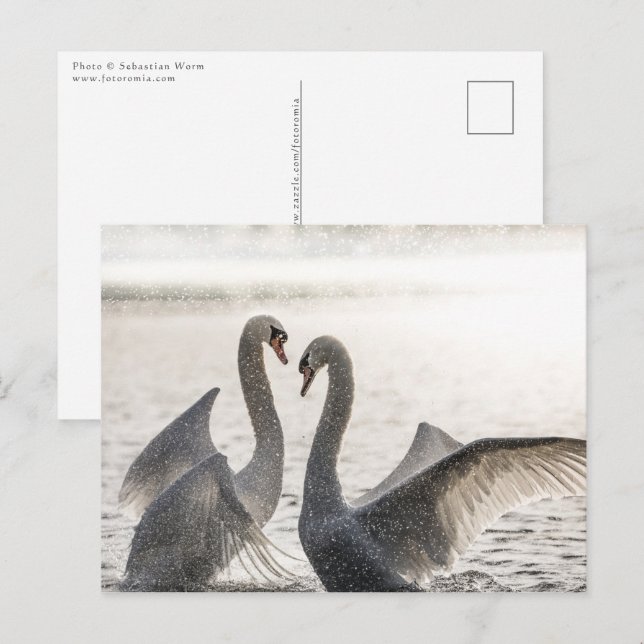 Fighting Swans Nature Photo Postcard (Front/Back)