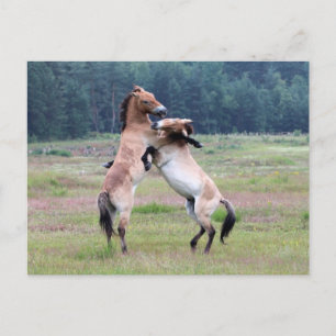 Fighting Wild Horses Postcard