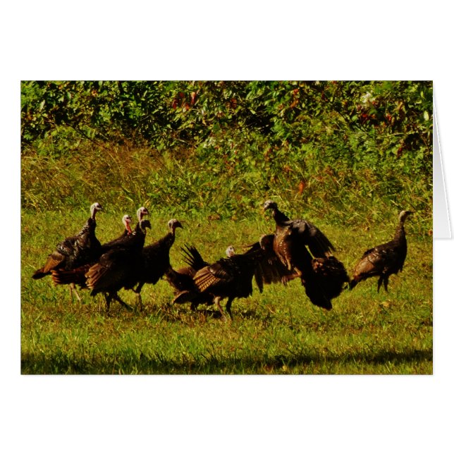Fighting Wild Turkeys in The Smoky Mountains (Front Horizontal)
