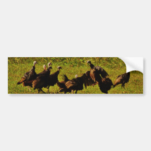 Fighting Wild Turkeys in The Smoky Mountains Bumper Sticker
