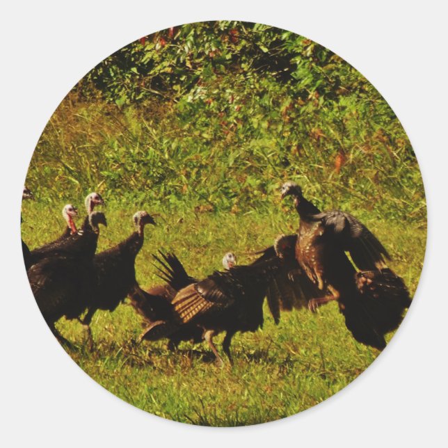 Fighting Wild Turkeys in The Smoky Mountains Classic Round Sticker (Front)