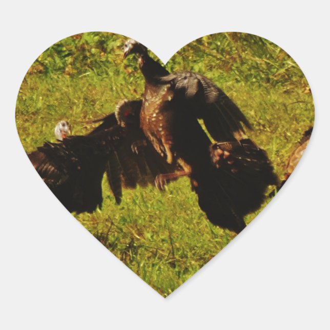 Fighting Wild Turkeys in The Smoky Mountains Heart Sticker (Front)