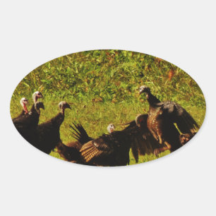 Fighting Wild Turkeys in The Smoky Mountains Oval Sticker