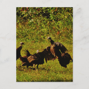 Fighting Wild Turkeys in The Smoky Mountains Postcard