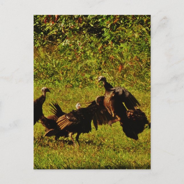 Fighting Wild Turkeys in The Smoky Mountains Postcard (Front)