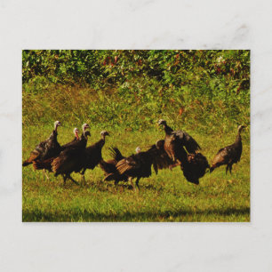 Fighting Wild Turkeys in The Smoky Mountains Postcard