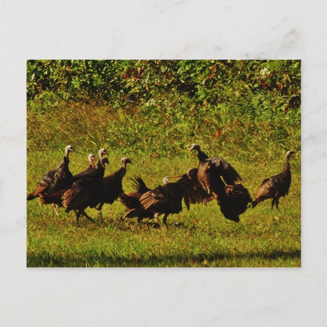 Fighting Wild Turkeys in The Smoky Mountains Postcard (Front)