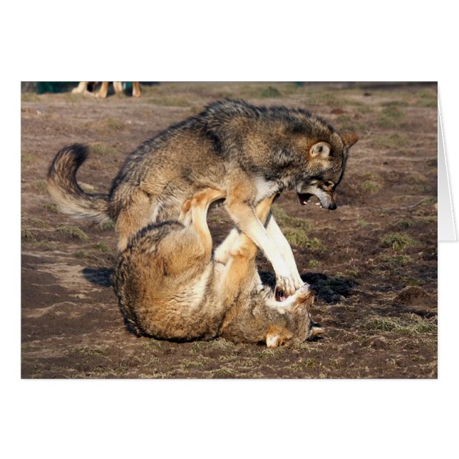 fighting wolves (Front Horizontal)