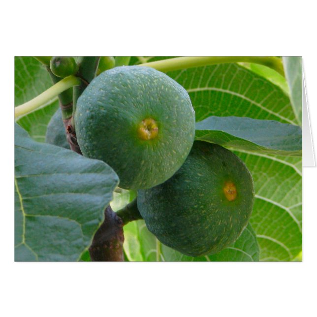Figs (Front Horizontal)