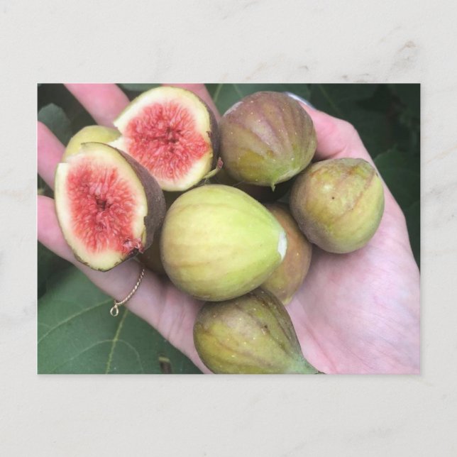 Figs Postcard (Front)