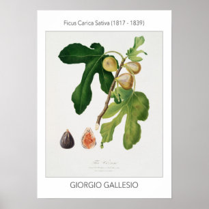 Figs, Vintage Botanical Illustration Poster