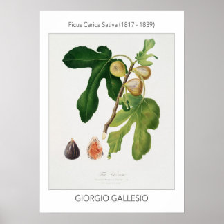 Figs, Vintage Botanical Illustration Poster